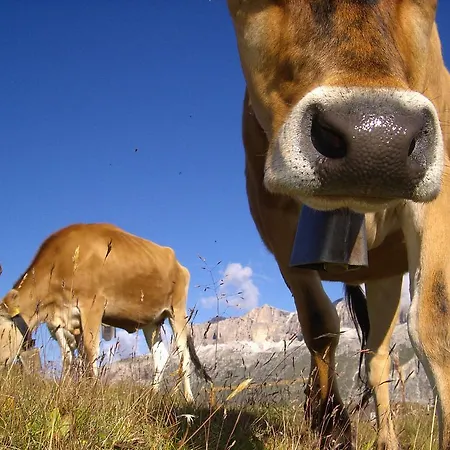 Hotel Olympia Arabba