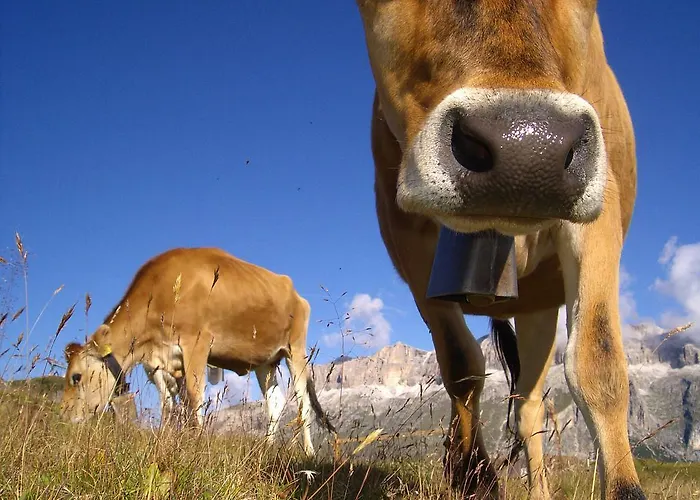 Ξενοδοχείο Olympia Arabba